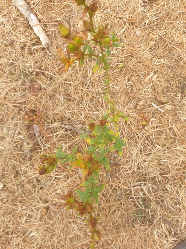iNaturalist observation photo of Common St. John's Wort