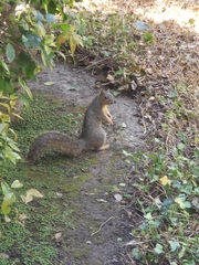 Sciurus niger