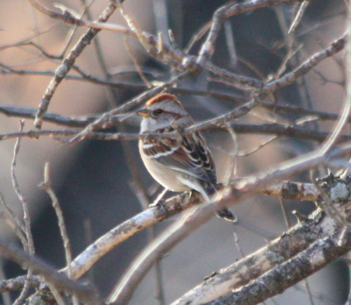 Spizelloides arborea