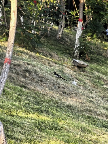 Oriental Magpie