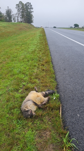 Crab-eating Raccoon