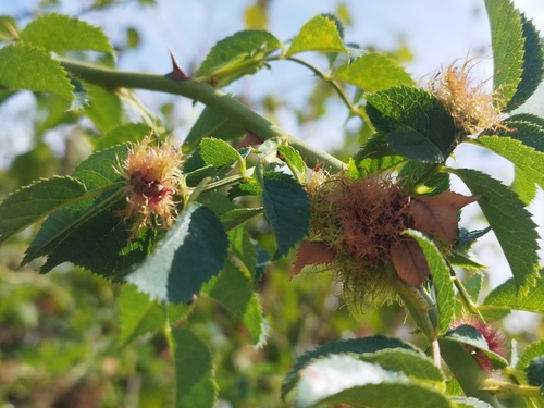 Mossy Rose Gall Wasp