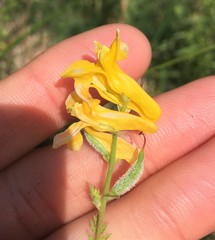 Corydalis crystallina