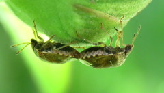 Cosmopepla intergressa