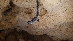 Pseudelaphe phaescens