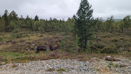 Domestic Reindeer