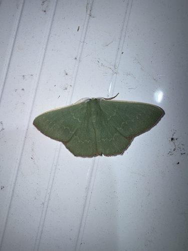 Common Gum Emerald