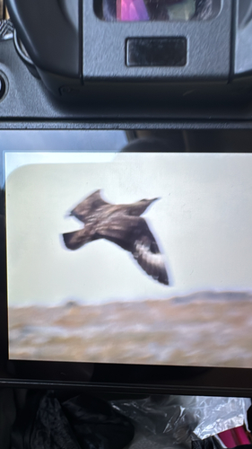 Great Skua