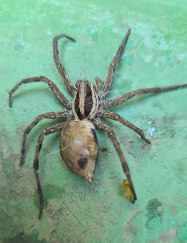 Radiated Wolf Spider