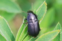 Harpalus caspius
