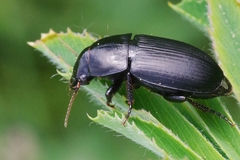 Harpalus caspius