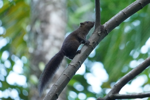 Sanghir Squirrel