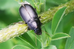 Harpalus caspius