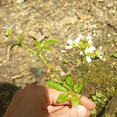 Cardamine amara