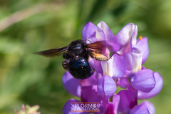 Xylocopa californica diamesa