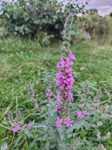 purple loosestrife