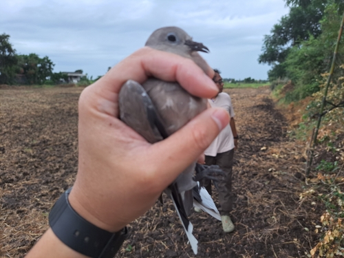 Red Collared-Dove