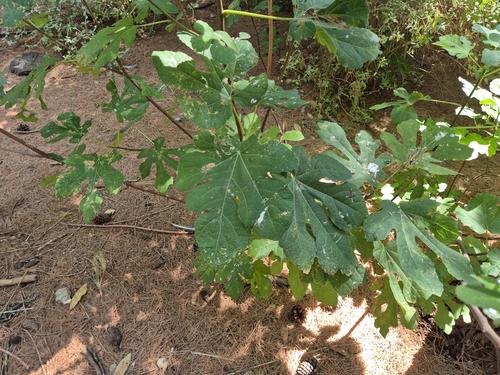common fig