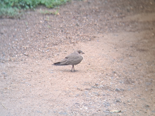 Oriental Pratincole