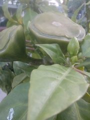 Leuenbergeria bleo