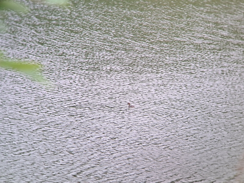 Little Grebe