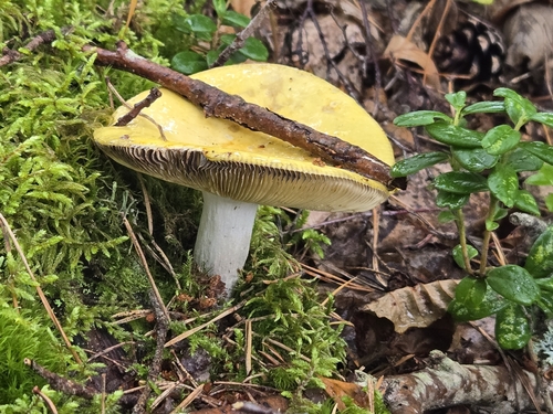 Yellow Swamp Brittlegill