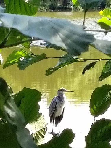 Grey Heron