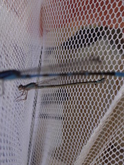 Enallagma recurvatum