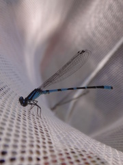 Enallagma recurvatum