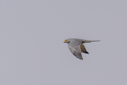 Gray Kestrel