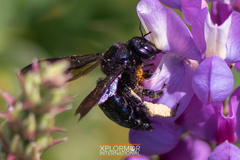 Xylocopa californica diamesa