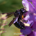 Southern California Carpenter Bee - Photo (c) Julia and Bryan @ XplorMor International Non-Profit, some rights reserved (CC BY-NC-ND), uploaded by Julia and Bryan @ XplorMor International Non-Profit