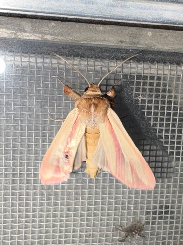 Pink Streak Moth