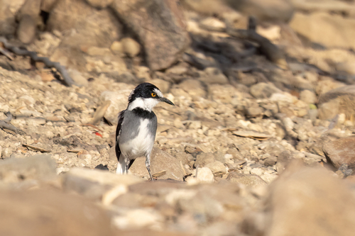 White-tailed Shrike