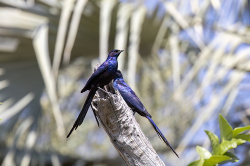 Cunene Meves's Starling