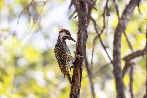 Dark Goldentail Woodpecker