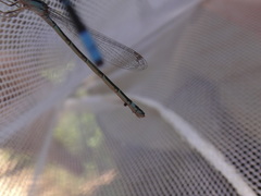 Enallagma recurvatum