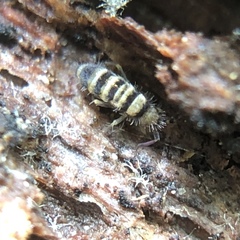 Orchesella hexfasciata