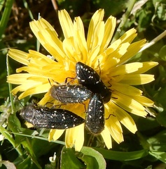 Acmaeodera ornatoides