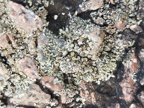 Stonewall Rim Lichen