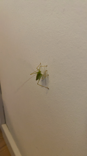 Oak Bush-cricket