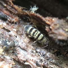 Orchesella hexfasciata