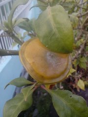 Leuenbergeria bleo