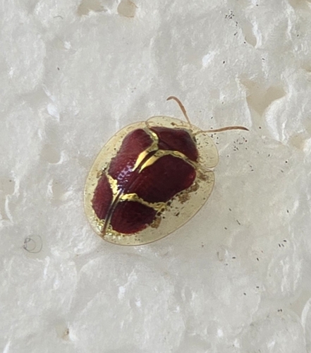 Charidotis formosa
