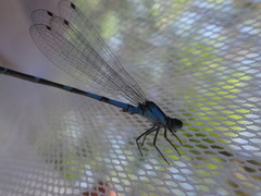 Enallagma recurvatum