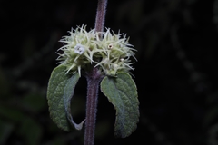 Asterohyptis stellulata