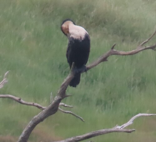 iNaturalist image