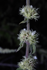 Asterohyptis stellulata