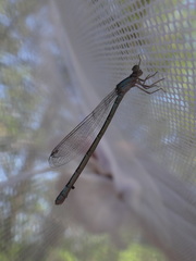 Enallagma recurvatum