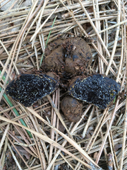 Melanogaster tuberiformis